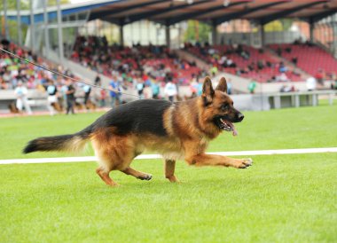 stadyum üzerinde oynarken mutlu Alman çoban