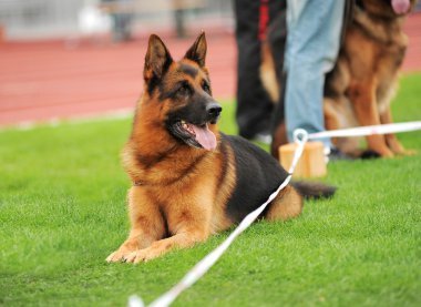 Çimlerin üzerindeki köpek