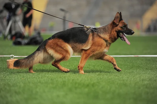 Correndo cão pastor no estádio — Fotografia de Stock