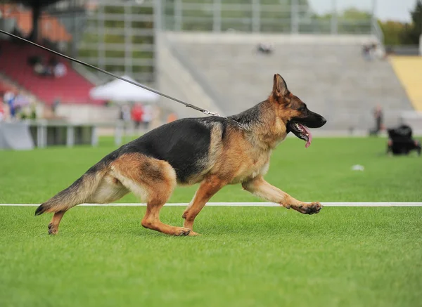 Correr perro pastor en el estadio — Foto de Stock