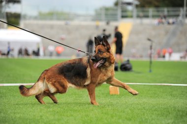 Alman çoban köpeği kaçıyor.