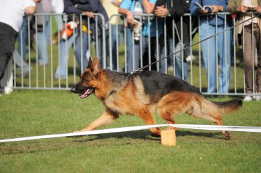 çalışan çoban köpeği Stadyumu