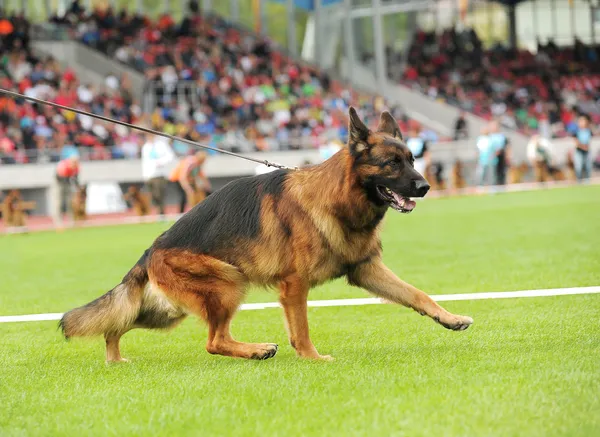 Γερμανικό τσοπανόσκυλο — Φωτογραφία Αρχείου