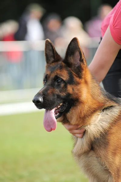 Portrait of dog on stadium — Stock Photo, Image