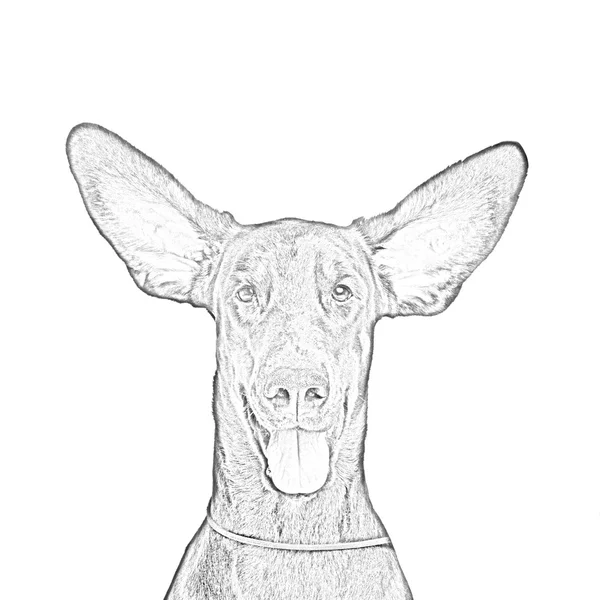 Kresba roztomilý uší dobermann pes izolovaných na bílém — Stock fotografie