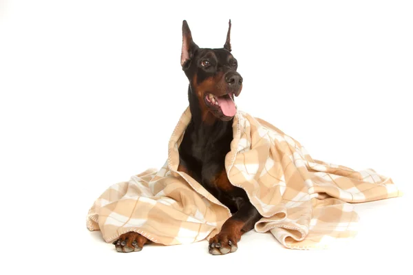 Beyaz izole battaniye altında çok hasta köpek — Stok fotoğraf