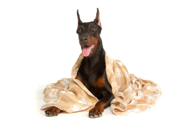 Cão muito doente sob um cobertor, isolado em branco — Fotografia de Stock