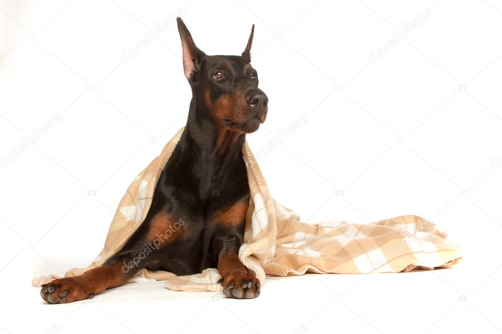 Very sick dog under a blanket, isolated on white