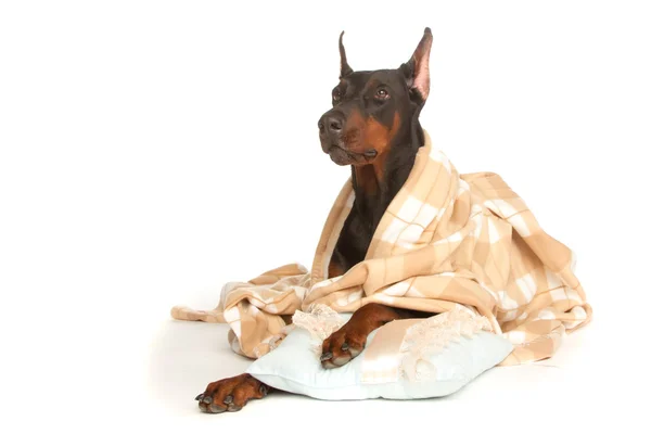 Cão muito doente sob um cobertor, isolado em branco — Fotografia de Stock