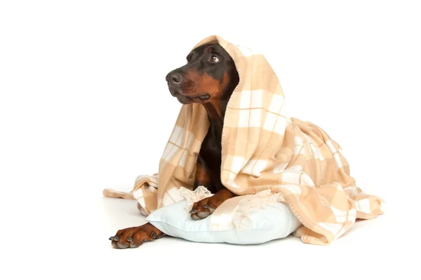 Cane molto malato sotto una coperta, iso — Zdjęcie stockowe
