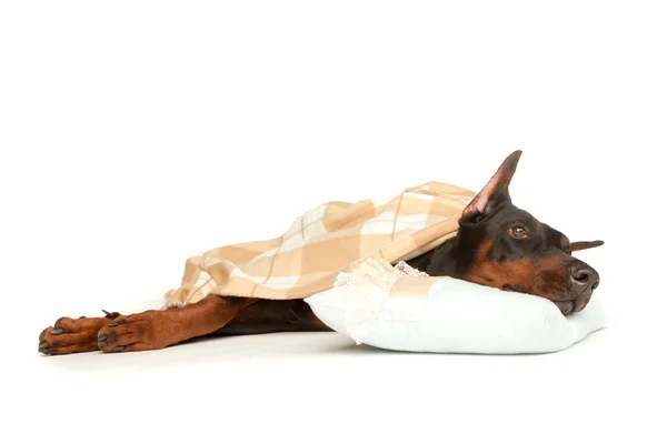 Perro muy enfermo debajo de una manta, aislado en blanco —  Fotos de Stock