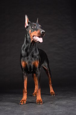doberman pinscher portre siyah. dişi köpek stüdyo çekim.