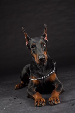 doberman pinscher portre siyah. dişi köpek stüdyo çekim.