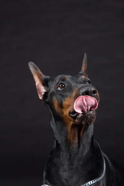 Doberman pinscher porträtt på svart. Studio skott av kvinno-hund. — Stockfoto