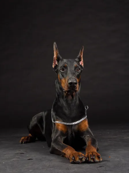 Doberman pinscher porträtt på svart. Studio skott av kvinno-hund. — Stockfoto