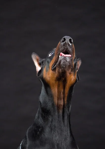 Dobermann pinscher portret op zwart. Studio shot van vrouwelijke hond. — Stockfoto