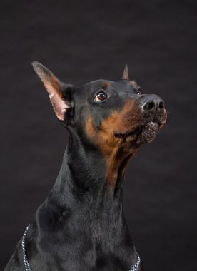 doberman pinscher portre siyah. dişi köpek stüdyo çekim.