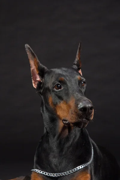 Doberman Pinscher retrato em preto. Estúdio tiro de cão fêmea . — Fotografia de Stock