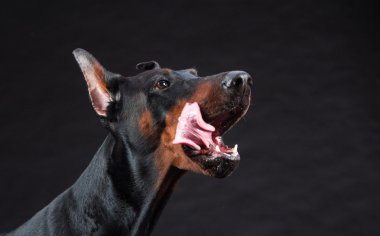 Doberman köpek portre siyah arka plan üzerine
