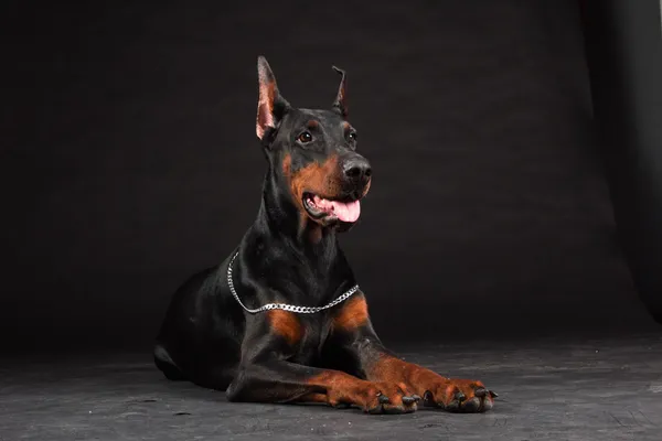 Doberman pinscher porträtt på svart. Studio skott av kvinno-hund. — Stockfoto