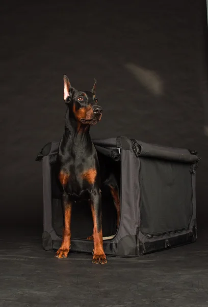 Doberman dog near by cage — Stock Photo, Image