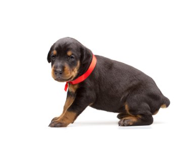 Doberman köpek yavrusu kırmızı kurdele