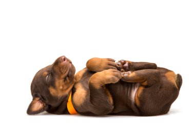 komik köpek ters yatıyor