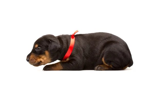 Doberman cachorro en cinta roja —  Fotos de Stock