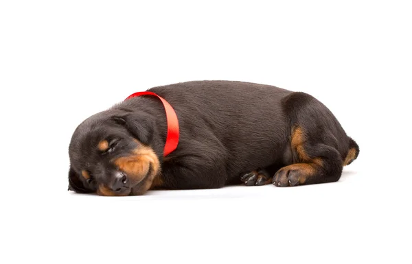 Cãozinho Doberman em fita vermelha — Fotografia de Stock