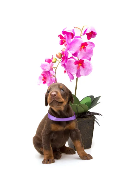 Doberman pup met violet bloem, geïsoleerd — Stockfoto