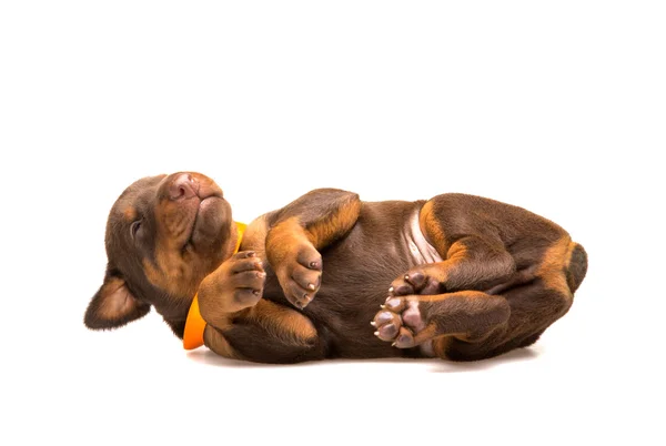 Funny puppy sleeping upside down — Stock Photo, Image