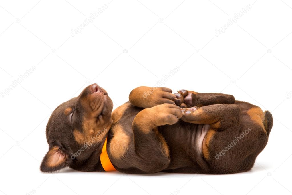 Funny puppy sleeping upside down