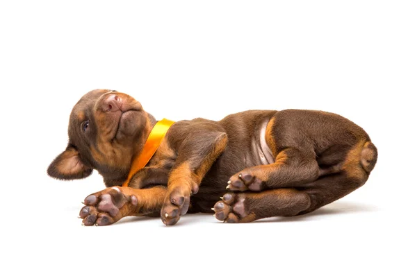 Filhote de cachorro engraçado dormir de cabeça para baixo — Fotografia de Stock