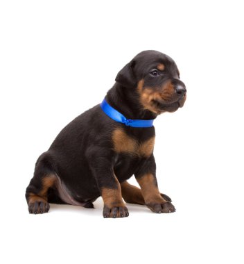 Doberman yavrusu üzerinde beyaz izole mavi şerit