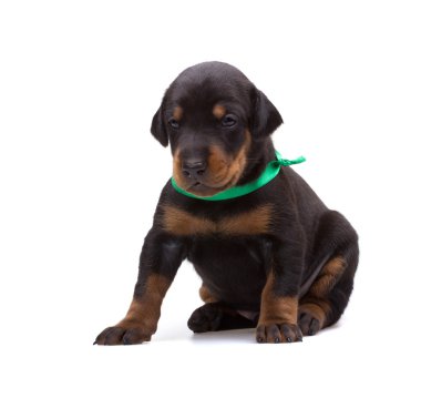 Doberman yavrusu üzerinde beyaz izole yeşil şerit