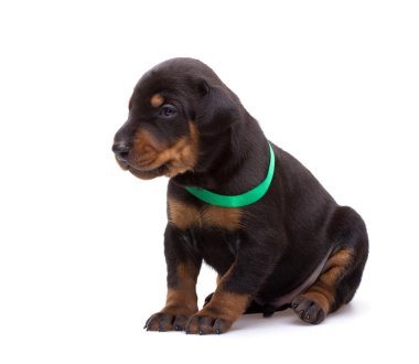 Doberman yavrusu üzerinde beyaz izole yeşil şerit