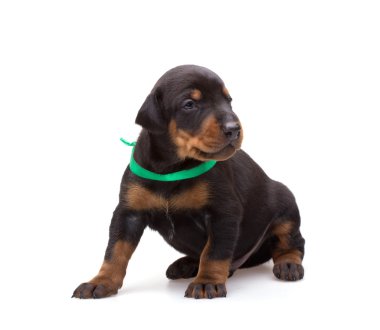 Doberman yavrusu üzerinde beyaz izole yeşil şerit