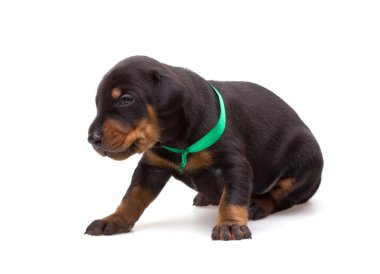 Doberman yavrusu üzerinde beyaz izole yeşil şerit