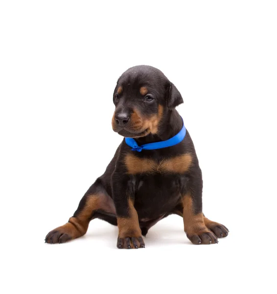 Cachorrinho Doberman em fita azul, isolado em branco — Fotografia de Stock