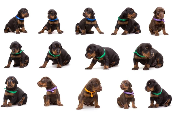 Set of doberman dog litter, puppies in coloured ribbons — Stock Photo, Image