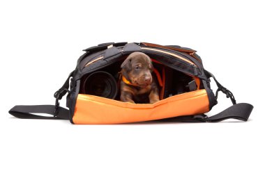 photografers çanta içinde köpek yavrusu