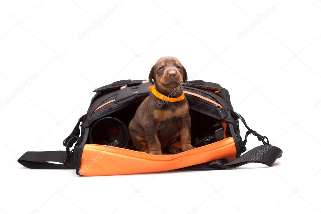 Puppy in photografers bag