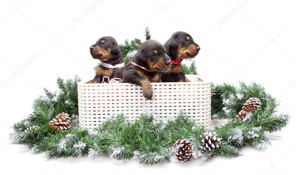 Group of dobermann puppies in box on fur tree