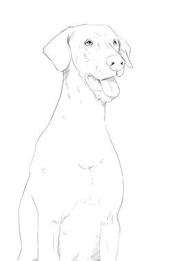 Doberman köpek kalem portre çizim