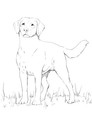 Genç labrador karakalem köpek duran,