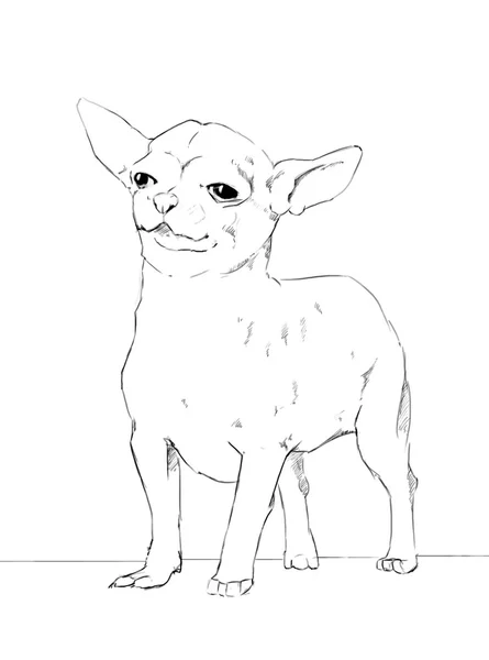 Chihuahua is a brave small dog, pencil drawing — Stock Photo, Image