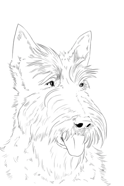 The Scottish Terrier portrait, pencil drawing — Stock Photo, Image