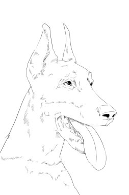 Dobermann köpek portre