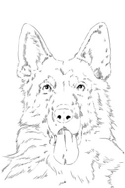 Alman çoban köpeği portresi