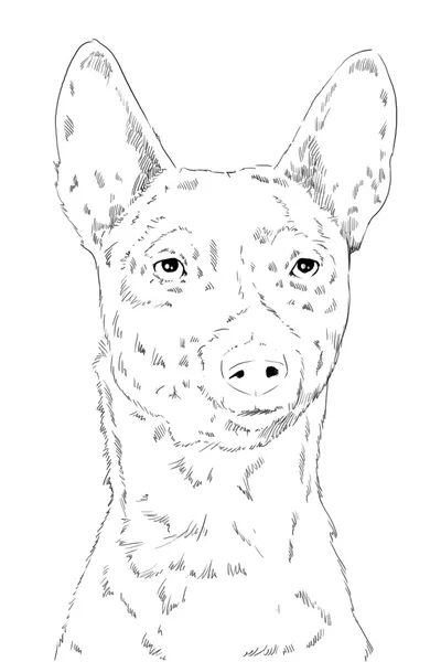 Dog of breed the basenji face, scetch — Stock Photo, Image